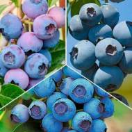 Комплект из 3-х пятилетних саженцев голубики в контейнере